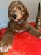 Golden Doodle Puppies for sale in Bronx, NY 10453, USA. price: $1,100