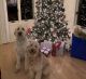 Golden Doodle Puppies for sale in Pilot, VA 24138, USA. price: NA
