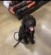 Golden Doodle Puppies for sale in Cleveland, OH, USA. price: $3,500