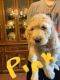 Golden Doodle Puppies for sale in Sharpsburg, GA, USA. price: NA