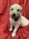 Golden Doodle Puppies for sale in Highlandville, MO, USA. price: NA