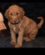 Golden Doodle Puppies for sale in Richmond, VA, USA. price: $2,900