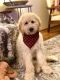 Golden Doodle Puppies for sale in St Anthony, MN 55421, USA. price: NA