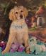 Golden Doodle Puppies for sale in Scottsville, VA 24590, USA. price: NA