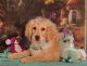 Golden Doodle Puppies for sale in Scottsville, VA 24590, USA. price: NA