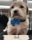 Golden Doodle Puppies for sale in Lexington, KY, USA. price: $1,500