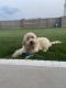 Golden Doodle Puppies for sale in Fayetteville, AR, USA. price: NA