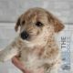 Golden Doodle Puppies for sale in Huntsville, AL 35806, USA. price: NA