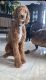 Golden Doodle Puppies for sale in Buckeye, AZ, USA. price: $1,700