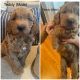 Golden Doodle Puppies for sale in Gurnee, IL, USA. price: $1,200