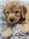 Golden Doodle Puppies for sale in Denison, TX, USA. price: $1,800