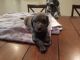 Golden Doodle Puppies for sale in Lowell, IN 46356, USA. price: $1,500