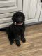 Golden Doodle Puppies for sale in Tacoma, WA 98404, USA. price: $3,000