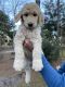Golden Doodle Puppies for sale in Florence, SC, USA. price: $2,000