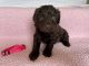 Golden Doodle Puppies for sale in Fairfield, OH, USA. price: NA