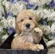 Golden Doodle Puppies for sale in Spring Valley, NY, USA. price: $4,500