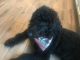 Golden Doodle Puppies for sale in Myrtle Beach, SC, USA. price: NA