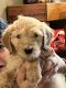 Golden Doodle Puppies for sale in Sacramento, KY 42372, USA. price: NA