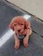 Golden Doodle Puppies for sale in Richmond, VA, USA. price: $2,800