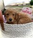 Golden Doodle Puppies for sale in Florence, AL, USA. price: NA