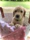 Golden Doodle Puppies for sale in Florence, AL, USA. price: $1,500