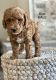 Golden Doodle Puppies for sale in Westby, WI 54667, USA. price: $1,200