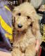 Golden Doodle Puppies for sale in Louisville, KY, USA. price: NA