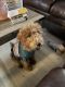 Golden Doodle Puppies for sale in Rancho Santa Margarita, CA, USA. price: NA