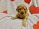 Golden Doodle Puppies for sale in Calimesa, CA, USA. price: $2,500