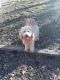 Golden Doodle Puppies for sale in Redding, CA, USA. price: NA