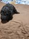 Golden Doodle Puppies for sale in Spartanburg, SC, USA. price: NA