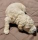 Golden Doodle Puppies for sale in Spartanburg, SC 29307, USA. price: $1,000