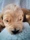Golden Doodle Puppies for sale in Lansing, MI, USA. price: NA