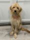 Golden Doodle Puppies for sale in Altamonte Springs, FL, USA. price: $800