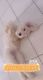 Golden Doodle Puppies for sale in Bridgeport, CT 06605, USA. price: NA