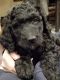 Golden Doodle Puppies for sale in Gardner, KS 66030, USA. price: NA