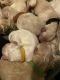 Golden Doodle Puppies for sale in Horse Shoe, NC 28742, USA. price: NA