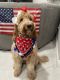 Golden Doodle Puppies for sale in Miramar, FL, USA. price: $2,500