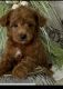 Golden Doodle Puppies for sale in Spring Hill, TN, USA. price: NA