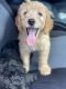 Golden Doodle Puppies for sale in Kissimmee, FL, USA. price: $2,500