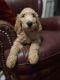 Golden Doodle Puppies for sale in Longview, TX, USA. price: NA