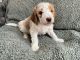 Golden Doodle Puppies for sale in Knoxville, TN, USA. price: $2,000
