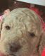 Golden Doodle Puppies for sale in Somerset, KY, USA. price: NA