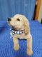 Golden Doodle Puppies for sale in Hermitage, Nashville, TN, USA. price: $900