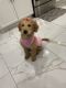 Golden Doodle Puppies for sale in Las Vegas, NV, USA. price: $1,500