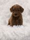 Golden Doodle Puppies for sale in Apple Creek, OH 44606, USA. price: $1,750