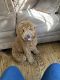 Golden Doodle Puppies for sale in Union, NJ, USA. price: NA