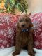 Golden Doodle Puppies for sale in Palm Beach, FL, USA. price: $2,000
