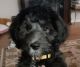 Golden Doodle Puppies for sale in Little River, SC 29566, USA. price: $300