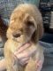Golden Doodle Puppies for sale in Wake Forest, NC 27587, USA. price: $1,000